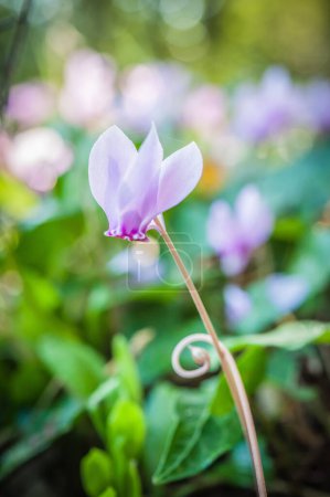 Photo for Close up of spring flowering of cyclamens - Royalty Free Image