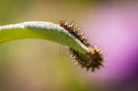 close up shot of caterpillar on green leaf at spring