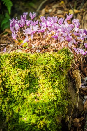 Téléchargez les photos : Floraison printanière des cyclamens en forêt verte - en image libre de droit