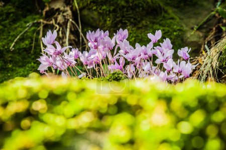 Photo for Spring flowering of cyclamens, close up - Royalty Free Image