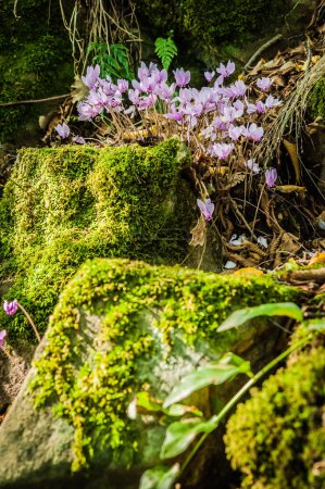 Foto de Floración primaveral de ciclamens en bosque verde - Imagen libre de derechos