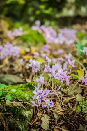 Foto de Floración primaveral de ciclamens, primer plano - Imagen libre de derechos