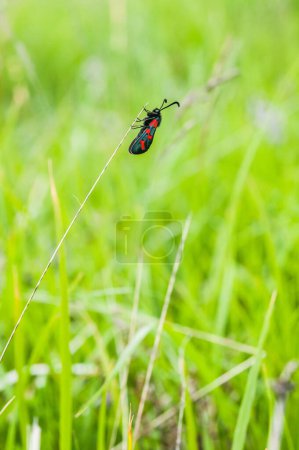 Foto de Mariposa unida a una hoja de hierba en primavera - Imagen libre de derechos