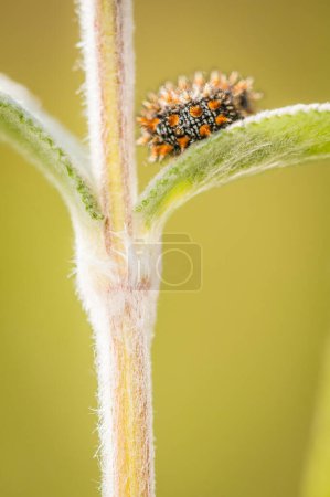 Photo for Close up shot of caterpillar on green leaf at spring - Royalty Free Image