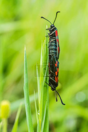 Téléchargez les photos : Paire de papillons dans l'herbe suivre en amour - en image libre de droit
