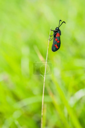 Téléchargez les photos : Papillon attaché à un brin d'herbe au printemps - en image libre de droit