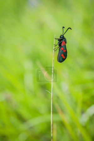 Photo for Butterfly attached to a blade of grass in spring - Royalty Free Image
