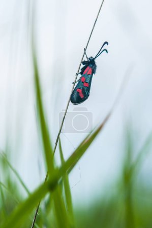 Foto de Mariposa unida a una hoja de hierba en primavera - Imagen libre de derechos