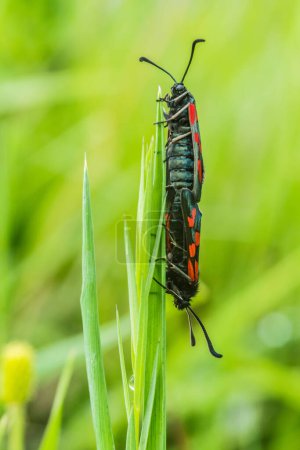 Foto de Par de mariposas en la hierba seguir en el amor - Imagen libre de derechos