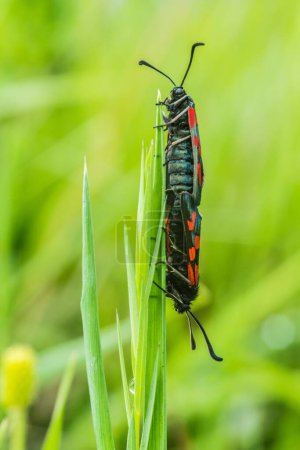Foto de Par de mariposas en la hierba seguir en el amor - Imagen libre de derechos
