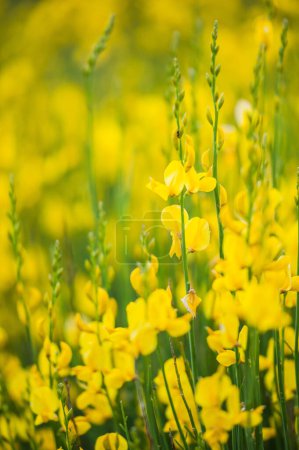 Photo for Flowering of broom in spring, close up - Royalty Free Image