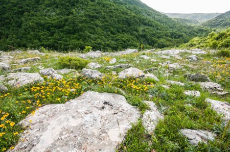 Foto de Montaña en primavera y flores amarillas en el prado - Imagen libre de derechos