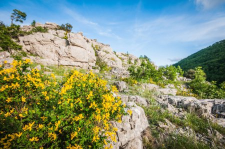 Foto de Montaña en primavera y flores amarillas en el prado - Imagen libre de derechos