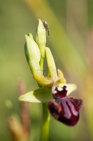 Foto de Floración de orquídeas en primavera, ophrys passionis pseudoatrata - Imagen libre de derechos