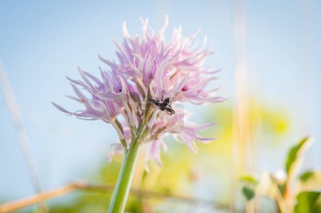 Téléchargez les photos : Floraison d'ophrys italica au printemps - en image libre de droit
