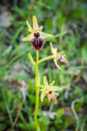 Photo for Blooming of orchids at spring, ophrys passionis pseudoatrata - Royalty Free Image