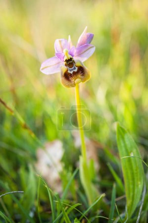 Photo for Blooming of orchids at spring, Ophrys tenthredinifera neglecta - Royalty Free Image