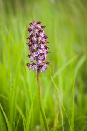Photo for Blooming of orchids at spring, orchis purpurea - Royalty Free Image