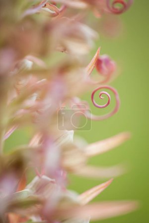 Foto de Orquídeas florecientes Himantoglossum adriaticum en primavera - Imagen libre de derechos