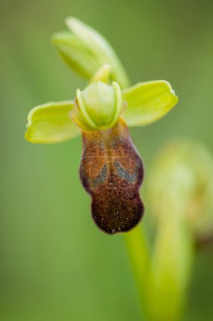 Photo for Blooming of Ophrys fusca at spring - Royalty Free Image