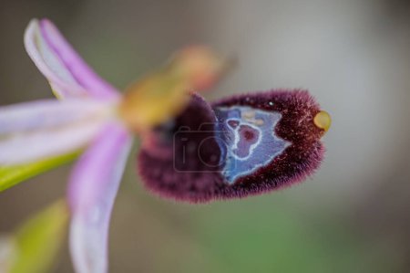 Foto de Floración de ophrys bertolonii en primavera - Imagen libre de derechos