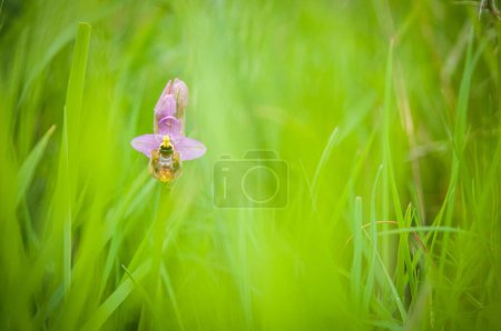 Photo for Blooming of orchids at spring, Ophrys tenthredinifera neglecta hidden in the grass - Royalty Free Image
