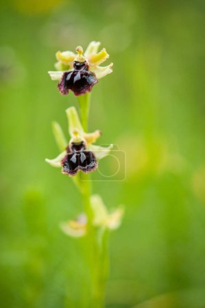 Téléchargez les photos : Floraison des orchidées au printemps, ophrys passionis pseudoatrata - en image libre de droit