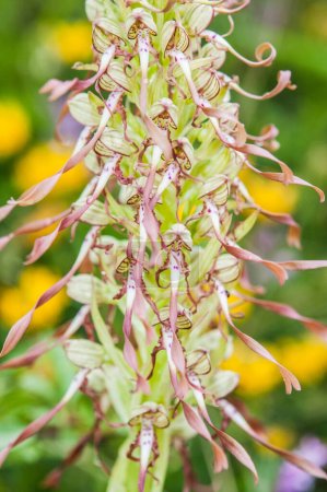 Téléchargez les photos : Floraison des orchidées au printemps, Barbone adriatico Himantoglossum adriaticum - en image libre de droit