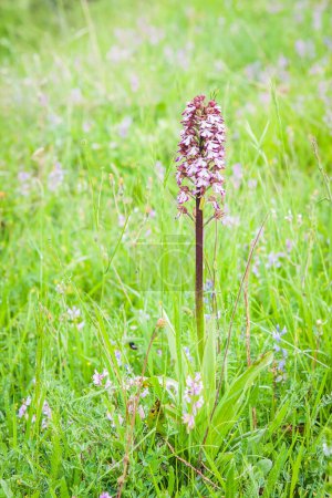 Photo for Blooming of orchids at spring,orchis purpurea - Royalty Free Image