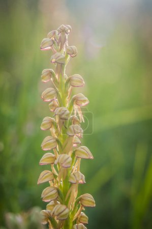 Foto de Floración de orquídeas en primavera, orquídea antropófora - Imagen libre de derechos