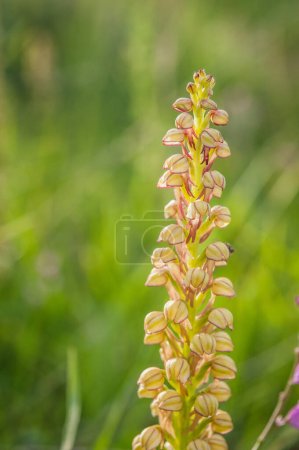Photo for Blooming of orchids at spring,  orchis anthropophora - Royalty Free Image