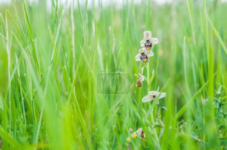 Photo for Blooming of orchids at spring, Ophrys tenthredinifera neglecta - Royalty Free Image