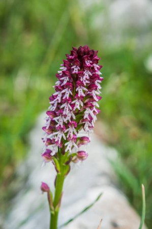 Foto de Floración de orquídeas en primavera, neotinea ustulata - Imagen libre de derechos