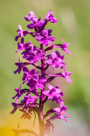 Foto de Floración de orquídeas en primavera Orchis Quadripunctata - Imagen libre de derechos