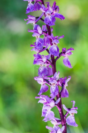 Foto de Floración de orquídeas en primavera, Anacamptis morio - Imagen libre de derechos