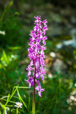 Photo for Blooming of orchids at spring,  Anacamptis morio - Royalty Free Image