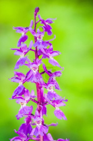 Photo for Blooming of orchids at spring,  Anacamptis morio - Royalty Free Image