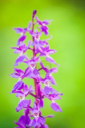 Téléchargez les photos : Floraison des orchidées au printemps, Anacamptis morio - en image libre de droit