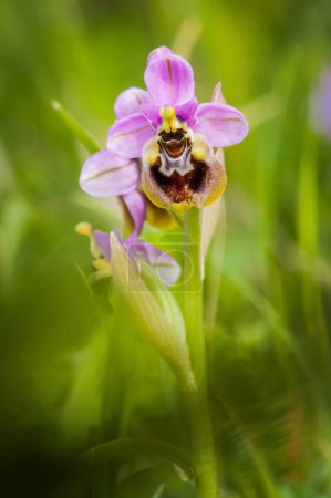 Photo for Blooming of Ophrys tenthredinifera neglecta at spring - Royalty Free Image