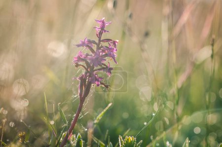Photo for Blooming of orchids at spring Orchis Quadripunctata - Royalty Free Image