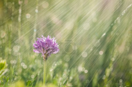 Photo for Blooming of orchids at spring, meadow in spring during a thunderstorm, orchis neotinea tridentata - Royalty Free Image
