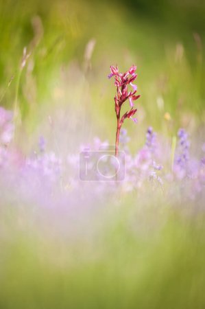 Photo for Blooming of orchids at spring,  Anacamptis papilionacea - Royalty Free Image