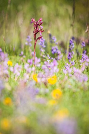 Photo for Blooming of orchids at spring,  Anacamptis papilionacea - Royalty Free Image