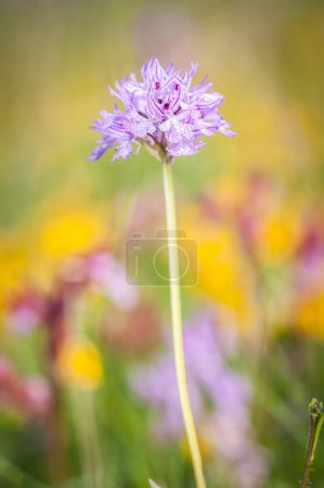 Photo for Blooming of orchids at spring,  orchis neotinea tridentata - Royalty Free Image