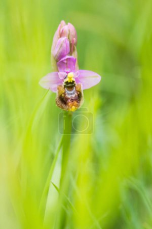 Photo for Blooming of Ophrys tenthredinifera neglecta at spring - Royalty Free Image