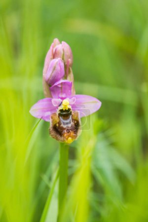 Téléchargez les photos : Floraison d'Ophrys tenthredinifera neglecta au printemps - en image libre de droit