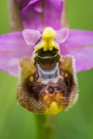 Téléchargez les photos : Floraison d'Ophrys tenthredinifera neglecta au printemps - en image libre de droit