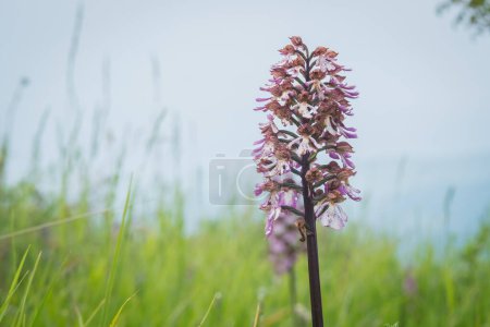 Photo for Blooming of orchids at spring,orchis purpurea - Royalty Free Image