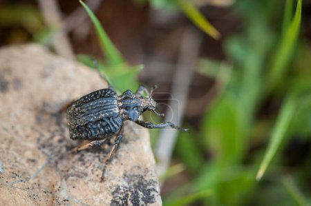 Foto de Insecto en primavera en el micro mundo en el campo - Imagen libre de derechos