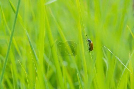 Téléchargez les photos : Insecte au printemps dans le micro monde à la campagne - en image libre de droit